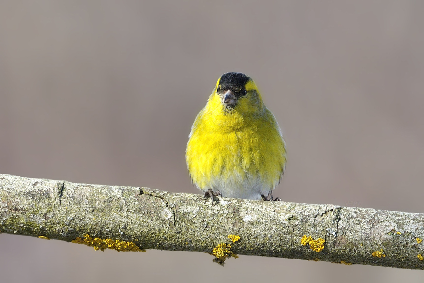 Carduelis spinus
